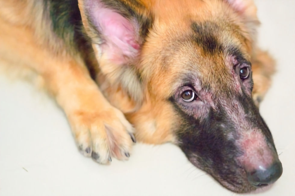 Close-up of a German shepherd with allergic dermatitis