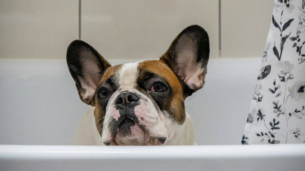 A French bulldog peeks over a white bathtub edge