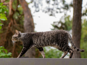 Tabby cat walks along a concrete wall