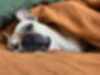 A French Bulldog snuggles under a blanket with a relaxed expression.