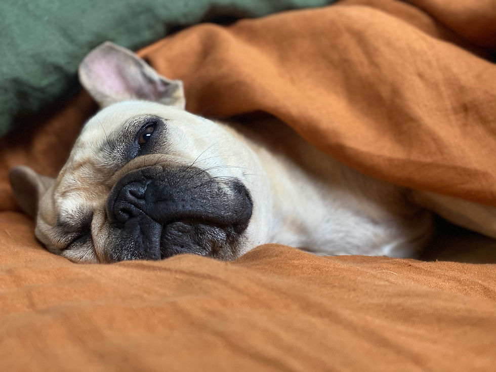 A French Bulldog snuggles under a blanket with a relaxed expression.