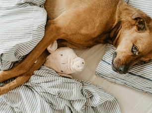 Dog lying in a bed
