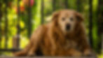 Elderly golden retriever lying calmly outside