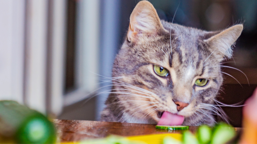 Close-up of a gray tabby cat licking a cucumber slice