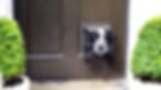 Black-and-white dog peeks through a pet door