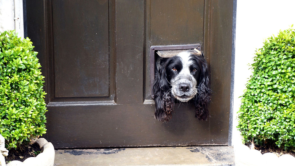 Black-and-white dog peeks through a pet door