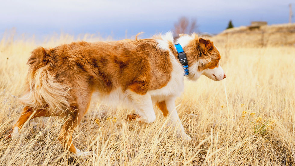 Brown-and-white dog wearing a blue e-collar walks through dry grass