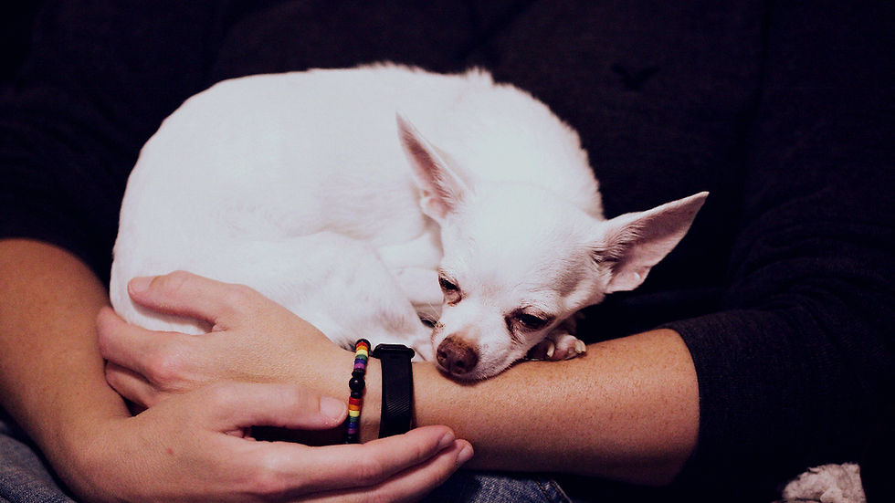 White Chihuahua curled on a person's arms
