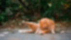 Orange tabby cat grooming itself on pavement beside leafy shrubs.