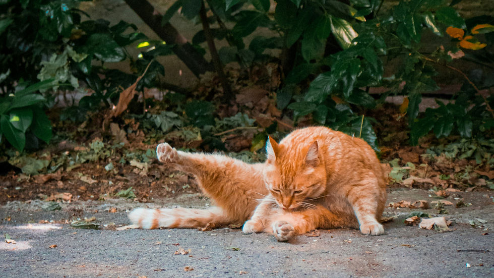 Orange tabby cat grooming itself on pavement beside leafy shrubs.