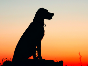 Silhouette of a dog in the sunset