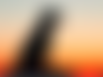 Silhouette of a dog in the sunset