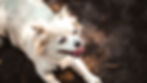 Small white fluffy dog panting