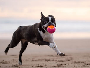 Boston Terrier joyfully runs on a beach holding a ball, with a serene sea and pastel sky in the background.