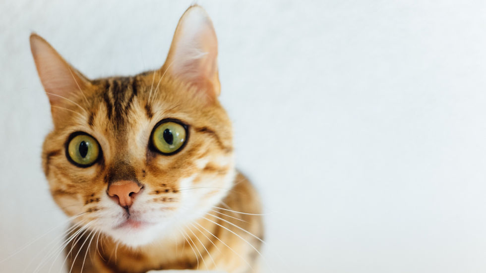 Close-up of a wide-eyed tabby cat 