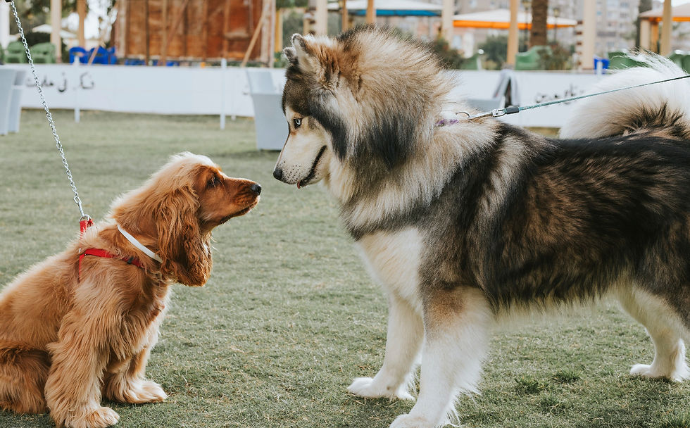 A big dog and a small dog face each other on a grassy lawn.
