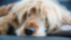 Close-up of a sleepy golden dog with long shaggy fur 