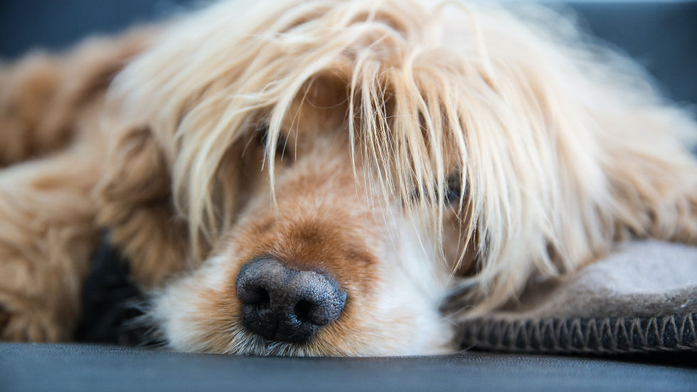 Close-up of a sleepy golden dog with long shaggy fur 