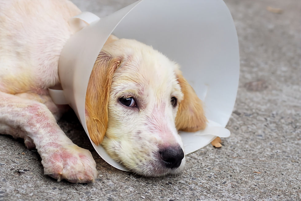 Puppy with mange mites