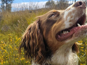 Brown-and-white dog with mouth open and bee flying