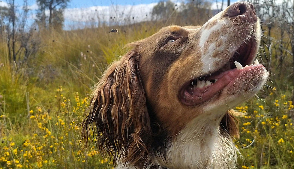 What to Do If Your Dog Is Stung by a Bee