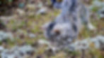 Gray tabby cat hunting in grassy rocky terrain