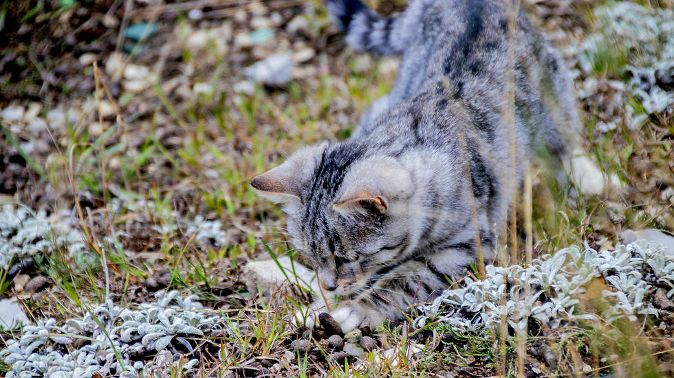 Gray tabby cat hunting in grassy rocky terrain