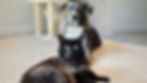 Dog and cat stare intently at camera