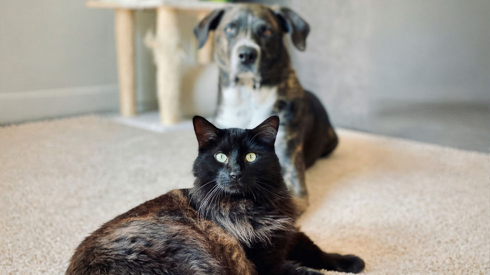 Dog and cat stare intently at camera