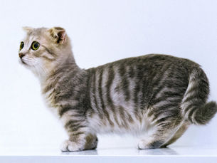 Small cat stands in profile on a white background
