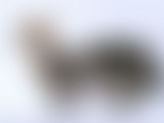 Small cat stands in profile on a white background