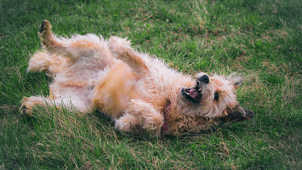 Fluffy tan dog rolls on its back in green grass