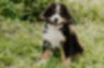 Bernese mountain dog puppy holding a stick in its mouth