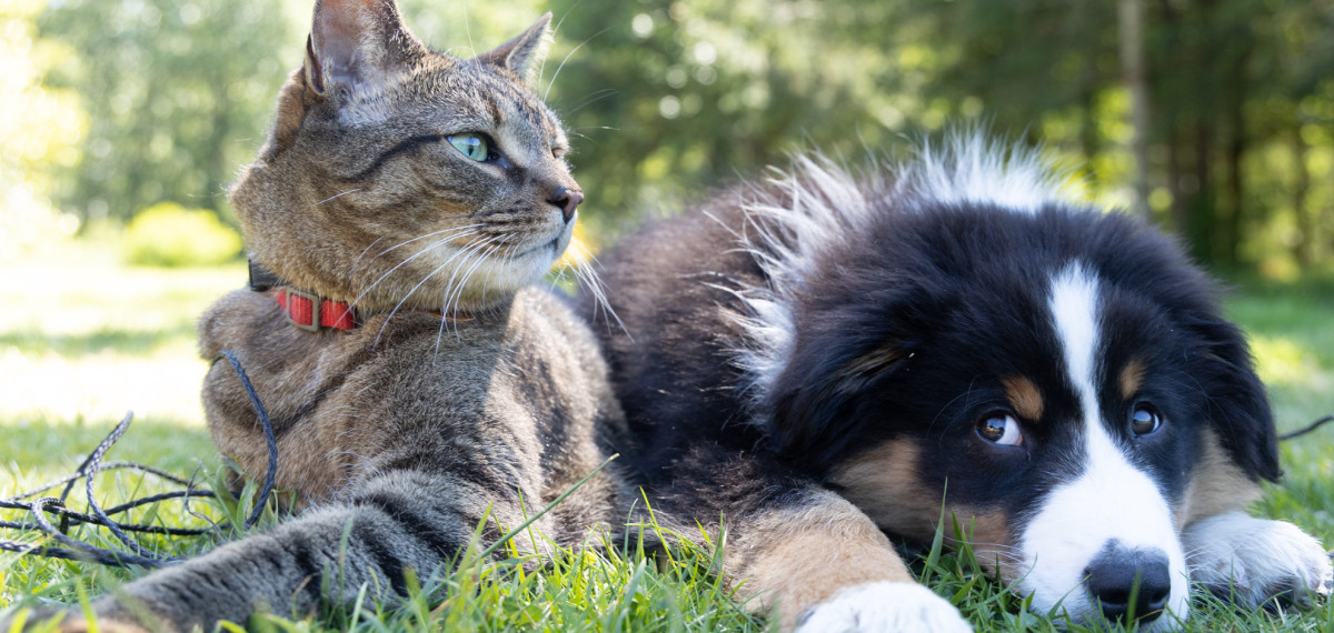Tabby cat with fluffy tricolor puppy 