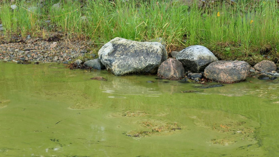 Green algae-covered pond 