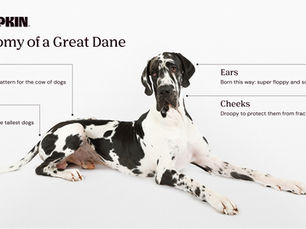 Anatomy of a Great Dane