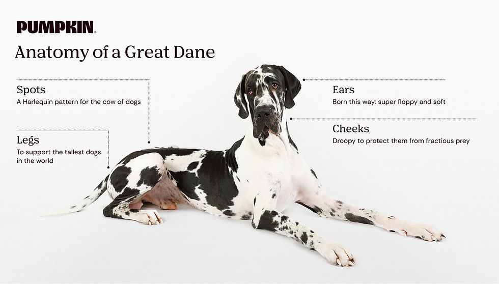 Gentle Giants: 12 Amazing Facts About Great Danes