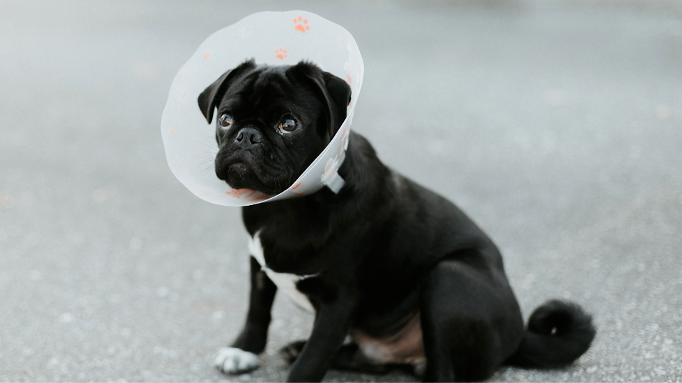 Black pug wearing a recovery cone