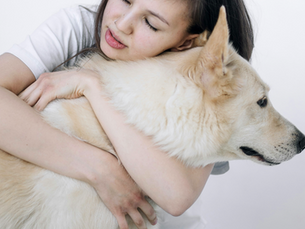 Dog receiving a hug