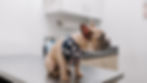 French bulldog in a shark bandana sits on a stainless vet exam table