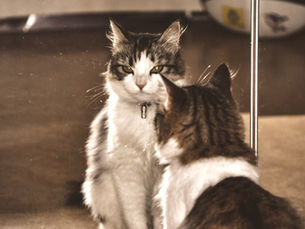 Fluffy tabby-and-white cat stares into a mirror