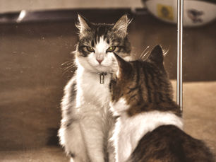 Fluffy tabby-and-white cat stares into a mirror
