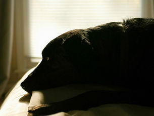 a dog lying in front of a window