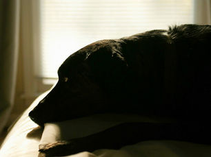 a dog lying in front of a window