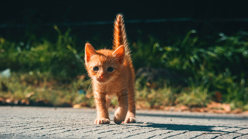 Orange kitten walking towards the camera