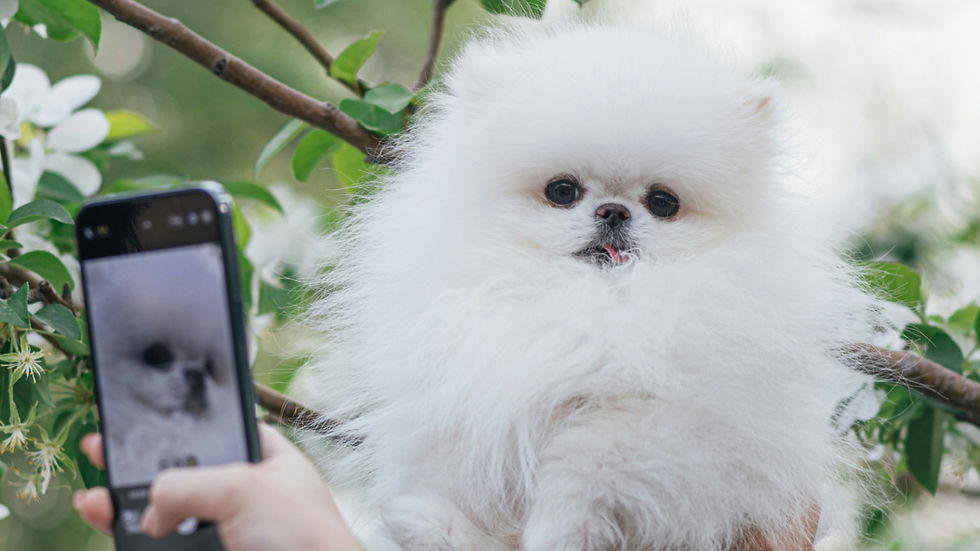 Fluffy white Pomeranian posing while a hand holds a smartphone to photograph it