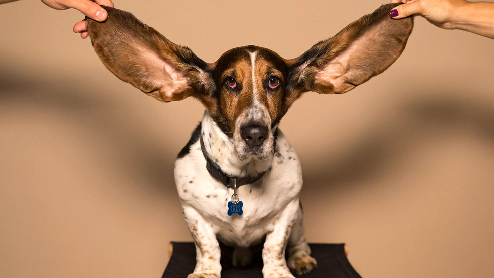 Basset hound with oversized ears checking for yeast infection