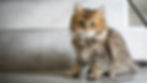 Fluffy tabby kitten looking at the camera with wide blue eyes.