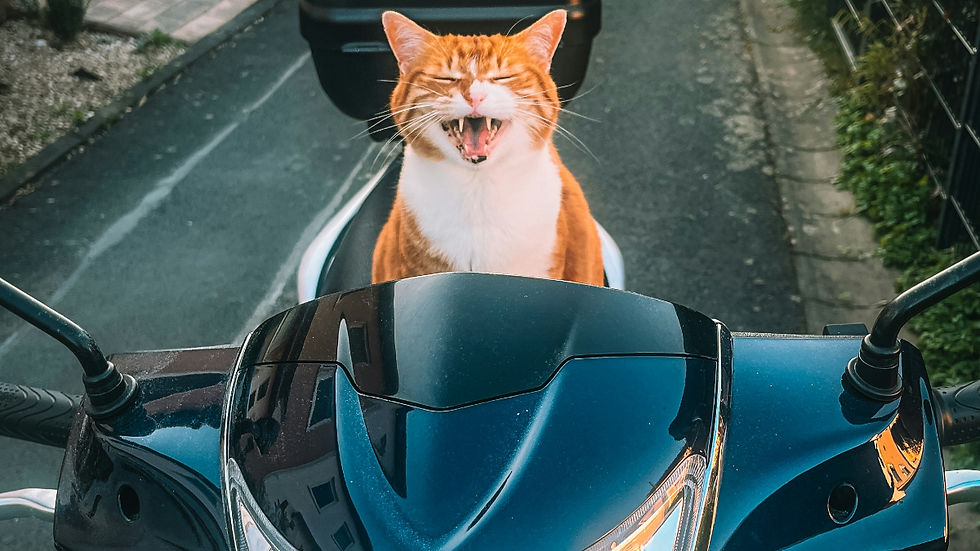 Orange-and-white cat on on motorcycle