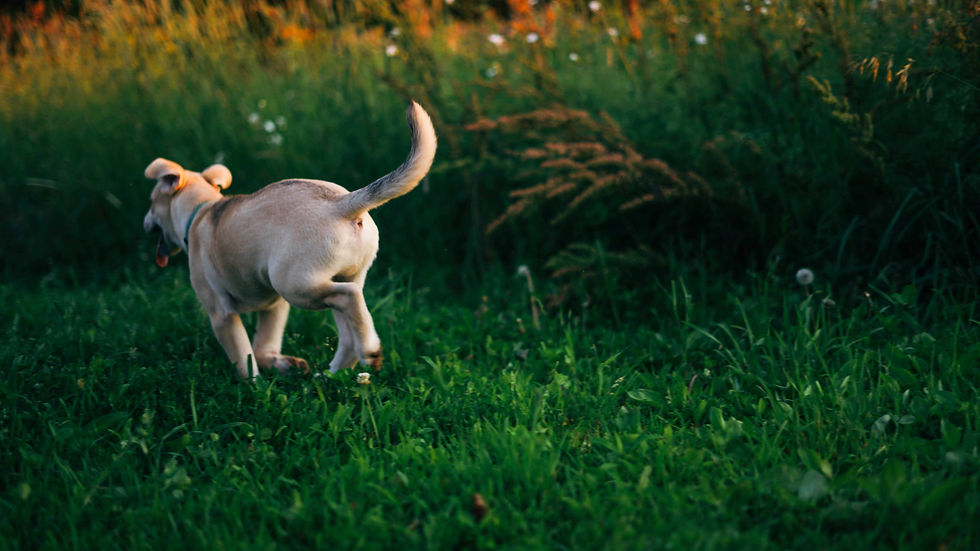 Corgi on a leaf-covered forest path at sunset